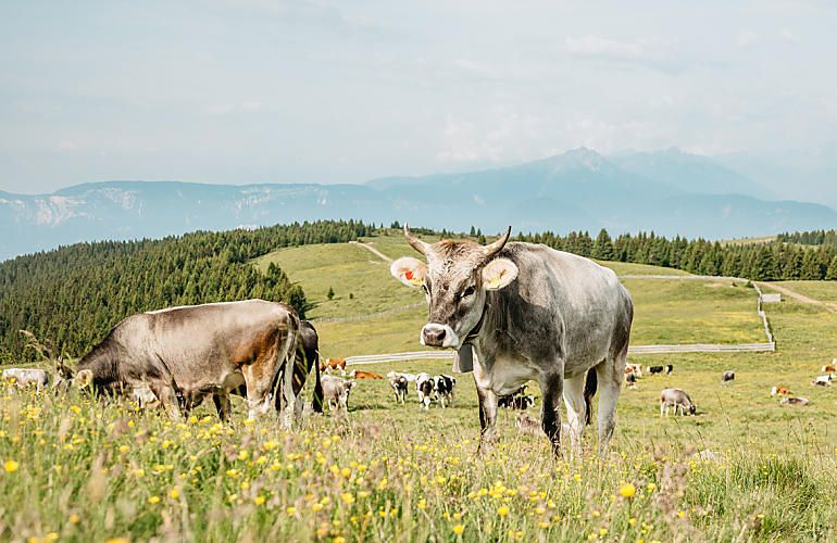 Lekkernijen van de Zuid-Tiroolse bergboerderijen 